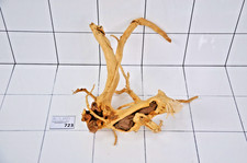 Premium aquarium natural - natural, red