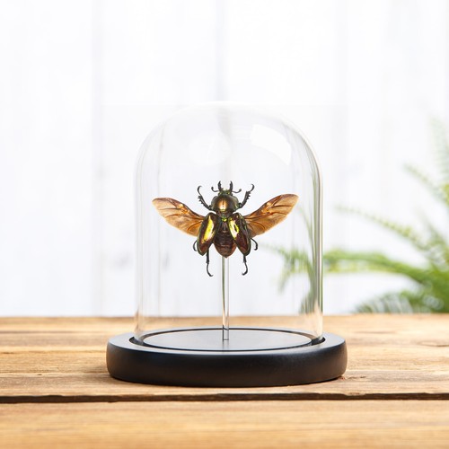 Female rainbow stag beetle - female,
