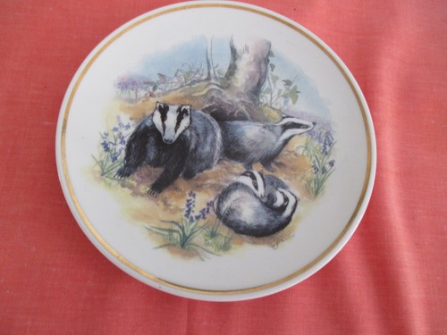 Wildlife britain badger - of,