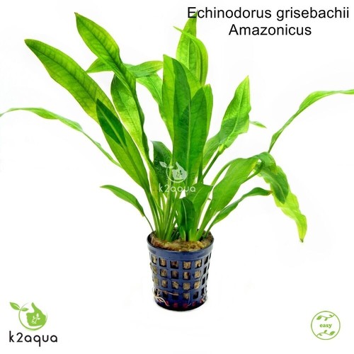 Echinodorus amazonicus amazon - echinodorus,
