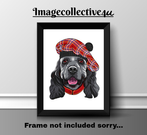 American cocker spaniel - american, a4