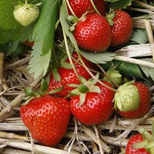 12 x Strawberry Christine Bare Roots - Grow Your Own Strawberries
