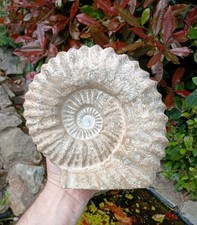 X Large Fossil Ammonite 4.9kg