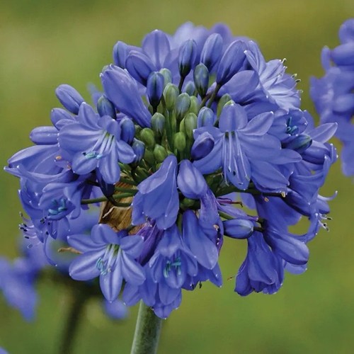 Agapanthus variegated - agapanthus,