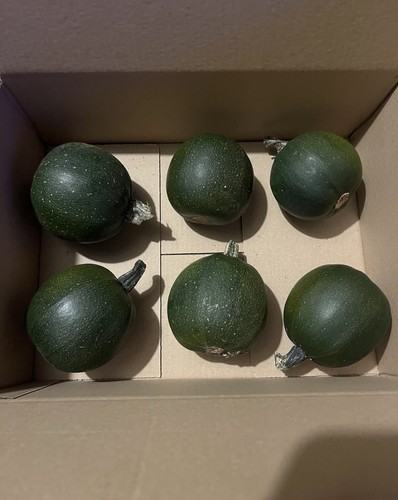 Gem squash fruit - 6,
