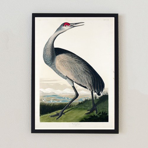 Vintage bird illustration - vintage,