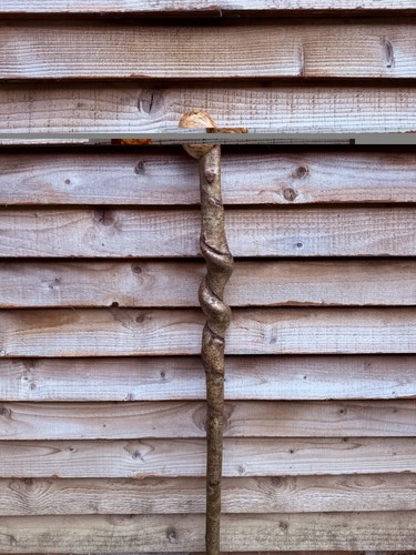 Twisted twisty hazel - hazel, walking