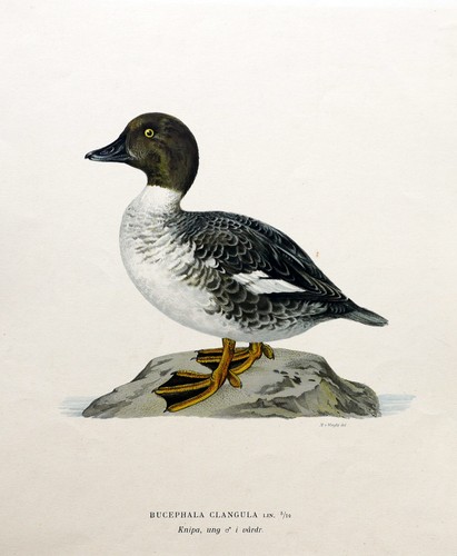 Set original antique duck - original,