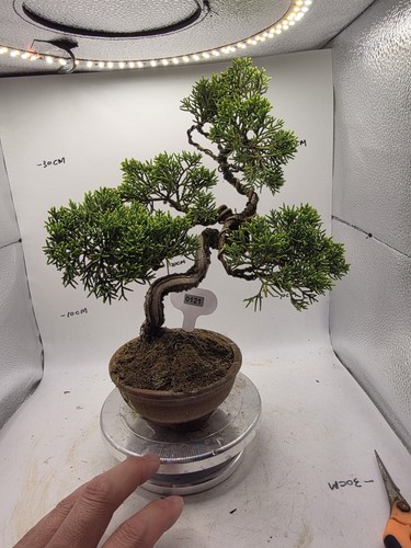 Mini juniper bonsai - mini, about