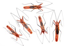 FIVE (5) Long-bodied Bug