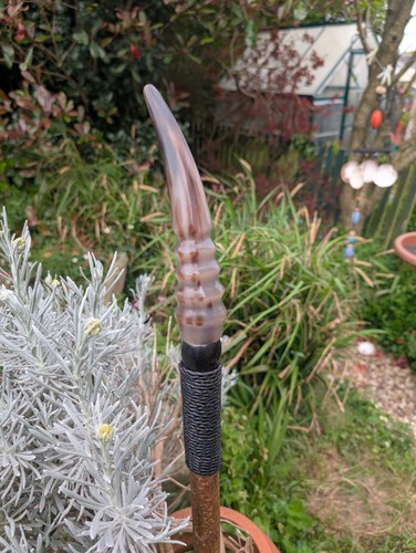 Polished charollais horn - charollais,