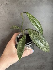 Hoya Publiclyx Silver Spots