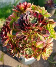Aeonium chanel garnet white - aeonium,