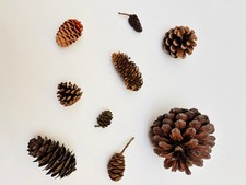 Natural Cones Collection –