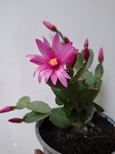 Pink Hatiora gaertneri /