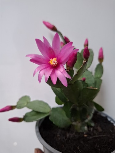 Pink hatiora gaertneri - hatiora, /