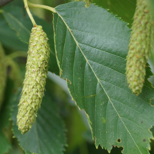 Betula albosinensis