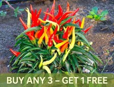 CHILLI PEPPER SEEDS - CAYENNE
