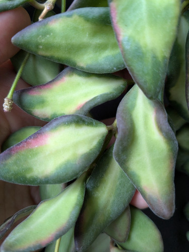 Hoya aff burtoniae - sp.,