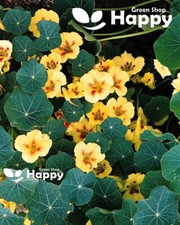 NASTURTIUM DWARF -  PEACH MELBA - 25 SEEDS - Tropaeolum nanum - TOP FLOWERING