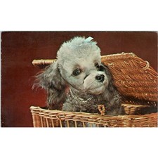 Miniature Toy Poodle in a
