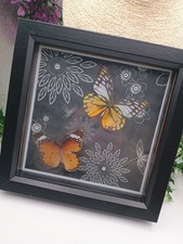 Taxidermy Butterfly Insect
