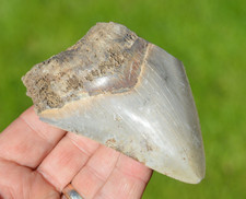 LARGE 4"  GENUINE  MEGALODON SHARK TOOTH, BEST VALUE MEGS ,U.K db206