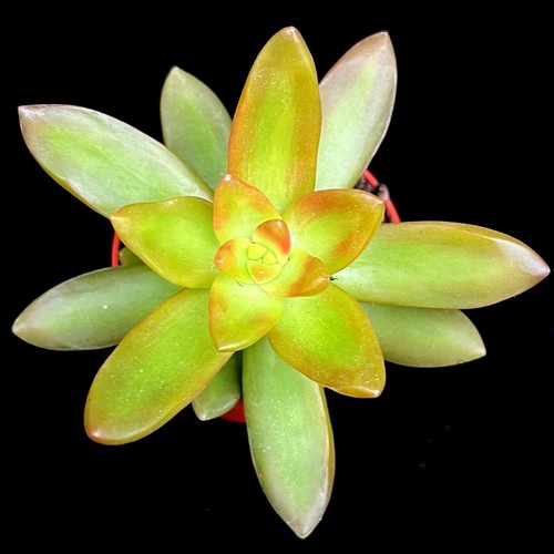 Sedum adolphi succulent - sedum,