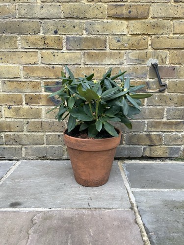 Large terracotta pot 5cm - x-large,