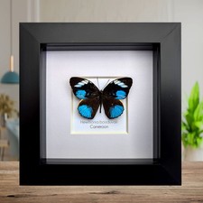 Framed African Blue Tiger