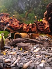 Breeding Group Of Bristlenose