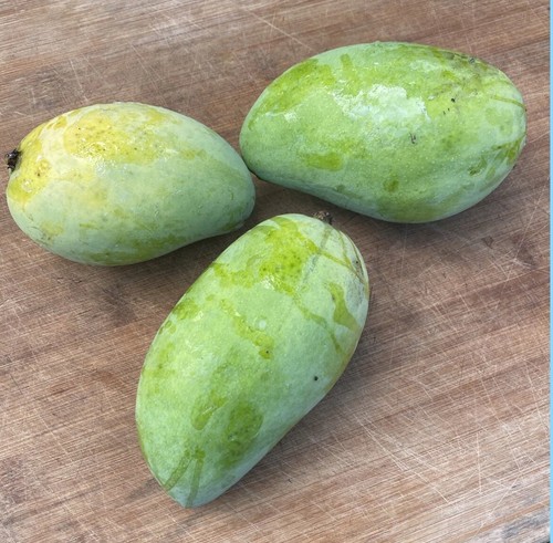 Lemon zest mango tree - zest,