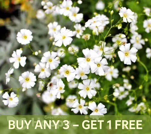 Baby breath white - baby's, covent
