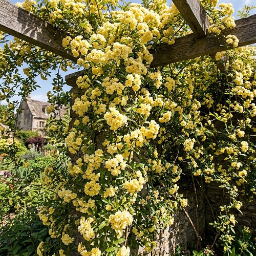 Climbing rose lutea banksiae - climbing,
