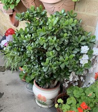 4x Jade Money Plant Good Luck Feng Shui Tree Crasula Indoor Succulent LEAF SEED