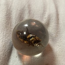 taxidermy acrylic ball with