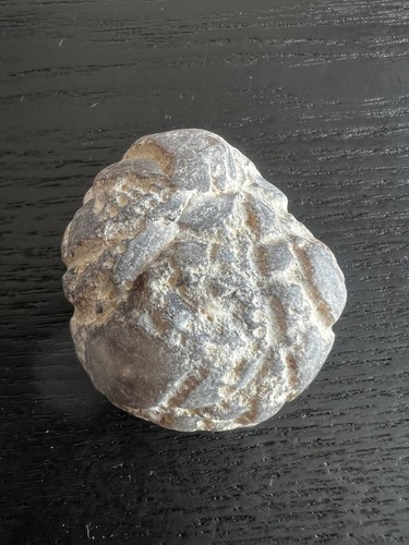Echinoid marine fossil sea - echinoid,
