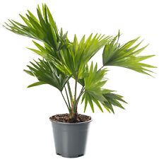 Livistona Fan Palm Large Indoor Tropical House Plant Real Evergreen Tall Plants