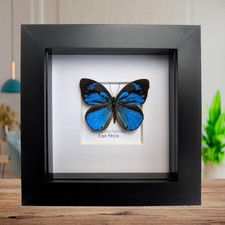 Framed honorius hairstreak