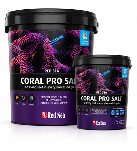 Red sea coral - red, marine