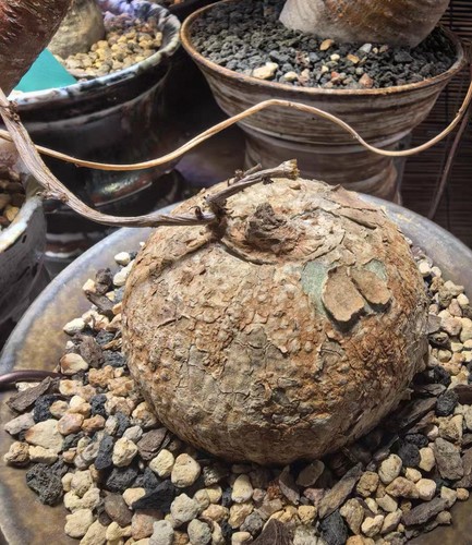 Rare live house plant adenia - rare,