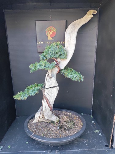 Tanuki needle juniper bonsai - tanuki,