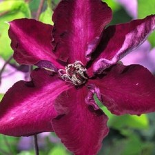 Clematis, Amethyst Beauty