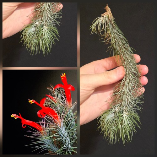 Tillandsia funckiana air - tillandsia, funckiana.