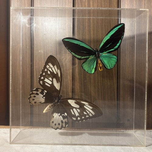 Ornithoptera priamus poseidon - ornithoptera,