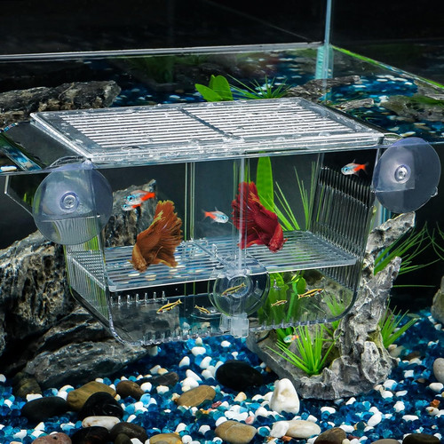 Aquarium fish breeding - aquarium,