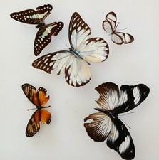  Butterfly Collection Set x5