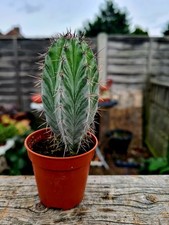 Polaskia Chichipe cactus plant 