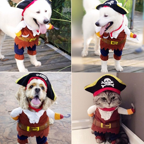 Pet pirate costume dog - pet,