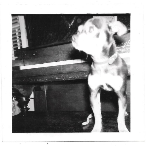 Vintage photo chihuahua - vintage,